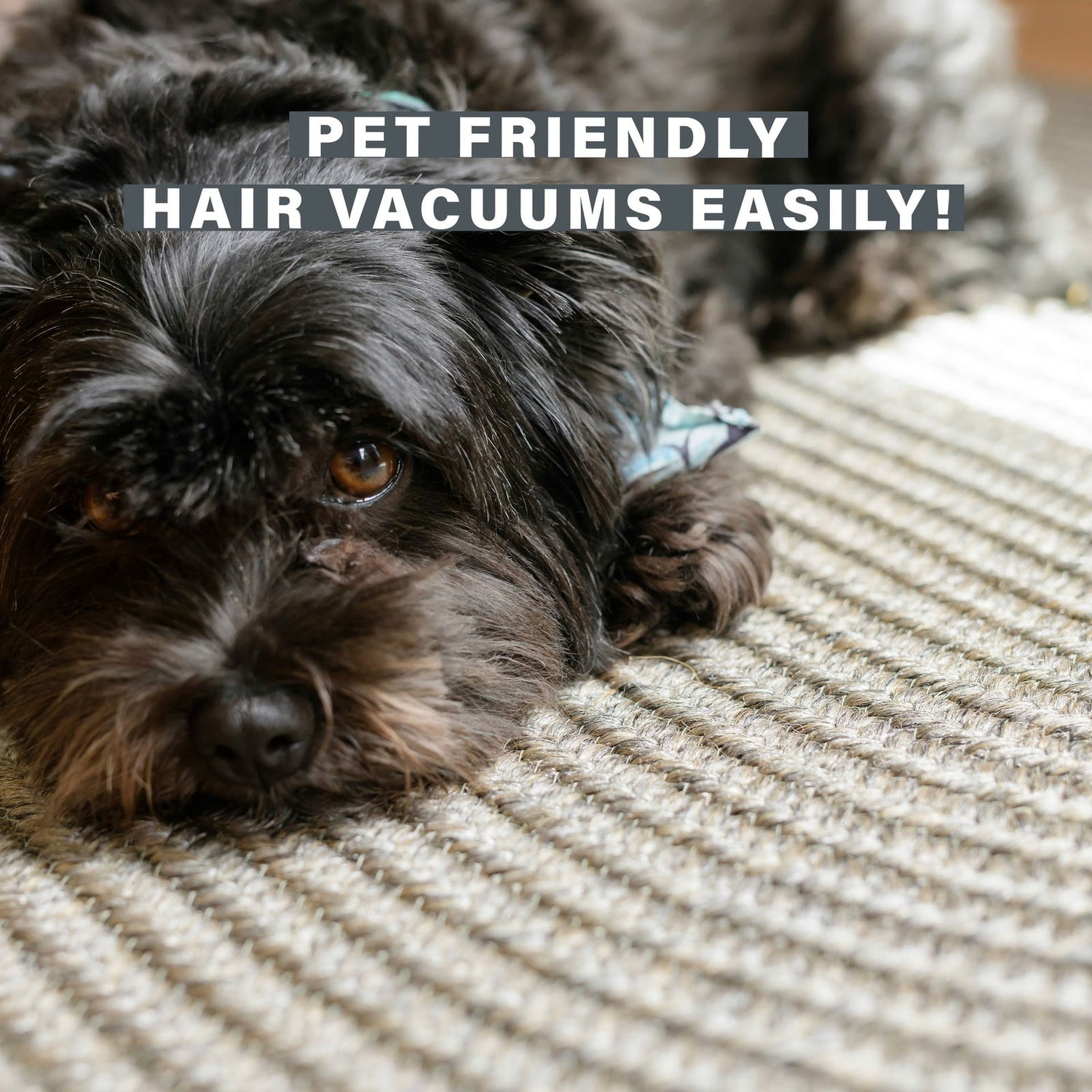 Ud Biscuit Amazongraphics