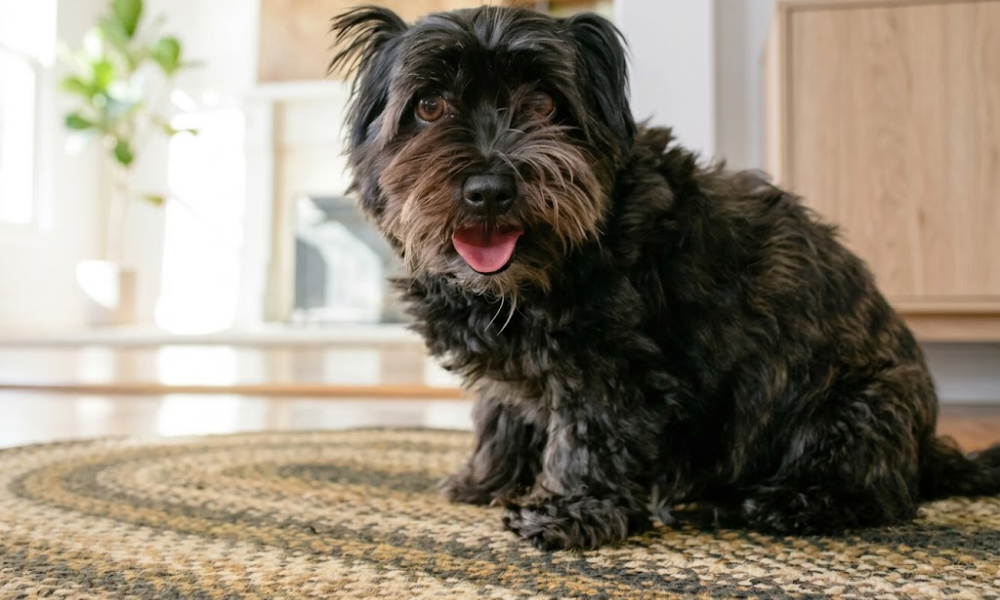 best entryway rugs for dogs