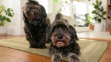 Best Rugs for Cat and Dog Owners