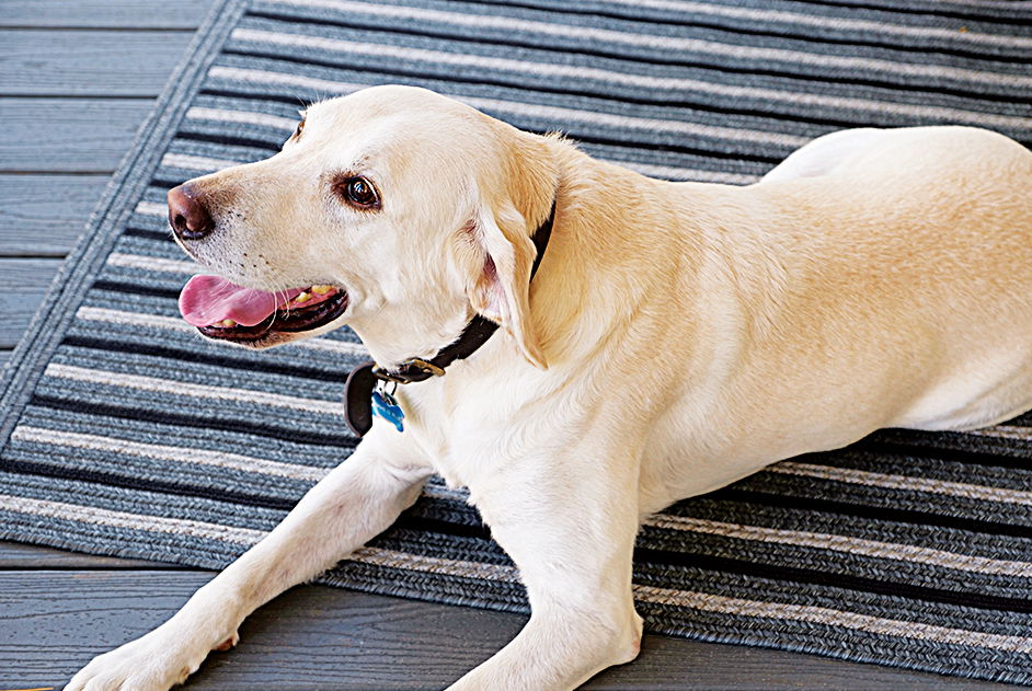 Flooring Guide to keep your home Dog-Friendly